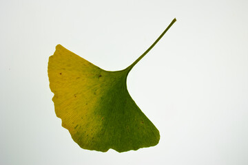 herbstlich gelb/grün verfärbtes ginkgoblatt