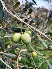 branches of an olive tree with many fruits of different stages of maturity. Olives are light green in color, some with a slight purple tint, hanging among narrow, greyish-green leaves.
