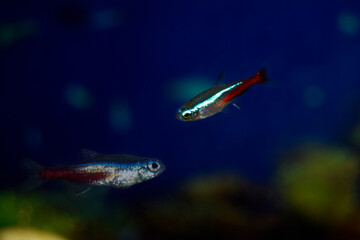 Blue neon aquarium fish swim.  Fish is blue-red-gray. Paracheirodon innesi-Latin name.