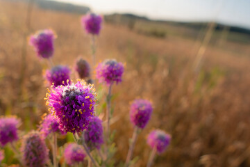 purple prairie clover 