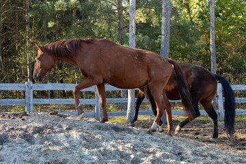 Two horses walking through a paddock.