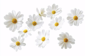 White Daisies: A Delicate Floral Display