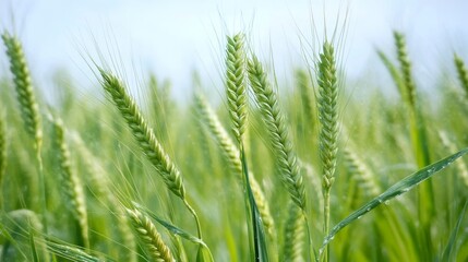 Obraz premium Lush green wheat field stretching under a clear sky.