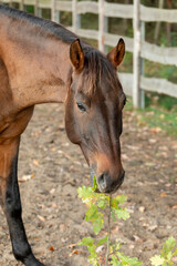 Obraz premium A horse eating oak leaves in a paddock at a free-range stable.