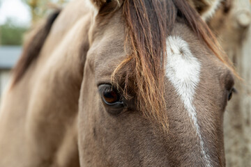 Close-up view of the head of a Lusitano horse.
