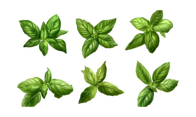 Set of healthy herbs fresh basil on a transparent background. isolated background.