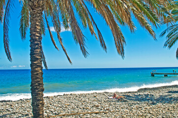 palm tree on the beach