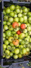 tomaten
