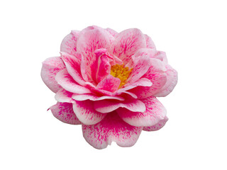 Fresh beautiful pink rose isolated on white background