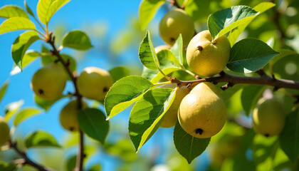 green apples on tree