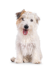 Happy brown with white Jack Russell dog, sitting up facing front. Looking towards camera with tongue out. Isolated on a white background.