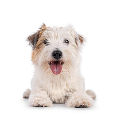Happy brown with white Jack Russell dog, laying down facing front. Looking towards camera with tongue out. Isolated on a white background.