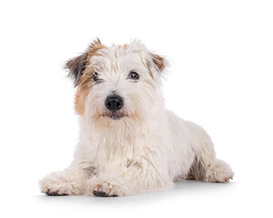 Happy brown with white Jack Russell dog, laying down side ways. Looking towards camera mouth closed. Isolated on a white background.
