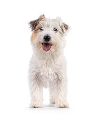 Happy brown with white Jack Russell dog, standing facing front. Looking towards camera with tongue out. Isolated on a white background.