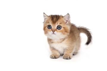 Scottish kitten with short paws