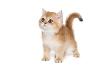Small red kitten of the Scottish breed