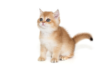 Small red kitten of the Scottish breed