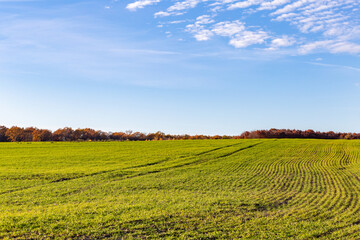 Expansive green field under clear blue sky with distant trees in autumn colors at midday