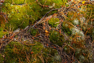 Moss, lichens and pine needles closeup study