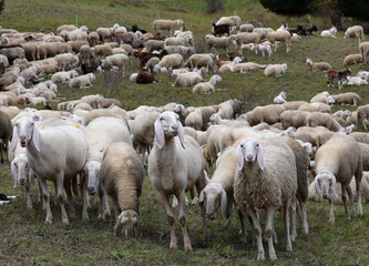 Obraz premium sheep in flock raised for wool production from their fleece and for their milk