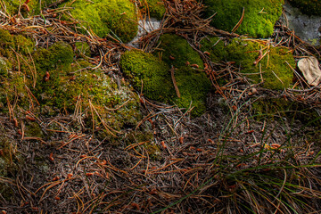Moss and pine needles close up