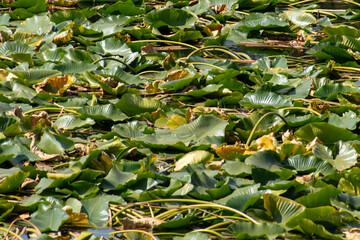 Lilly pad closeup