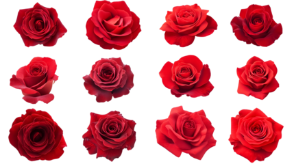 Set of red roses on a transparent background. isolated background.