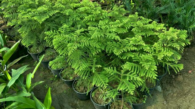 Araucaria small plants in nursery