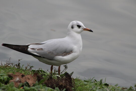 Mouette go&eacute;land 