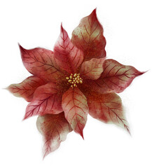 A beautiful watercolor illustration of Christmas poinsettias on a white background, perfect for holiday cards, decorations, and seasonal designs.