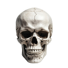 Obraz premium skull isolated transparent background