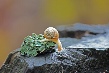 The snail wants to crawl onto a moss stump