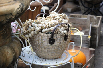 Garlic in a wicker basket. Rural still life. Garlic braiding. 