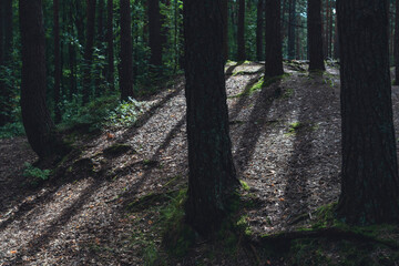 Obraz premium Sunlit forest with pine trees and winding dirt path