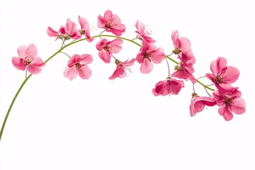 Delicate Pink Blossoms on a Branch: A Springtime Floral Image