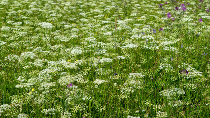 Meadow with wildflowers. White yarrow on background of green grass