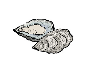 Vector illustration of oysters