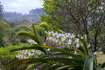 beautiful white orchids in a natural lush surrounding