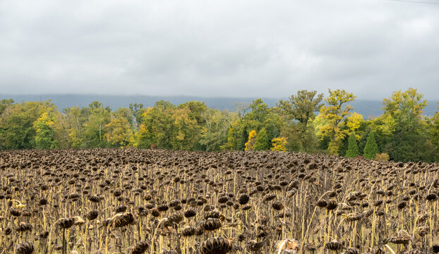 Dead sunflower field under cloudy sky near Nyon, Switzerland