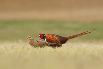 Bażant (Phasianus colchicus) pheasant