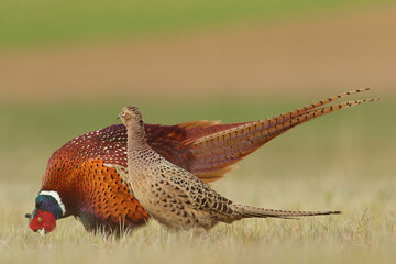 Bażant (Phasianus colchicus) pheasant
