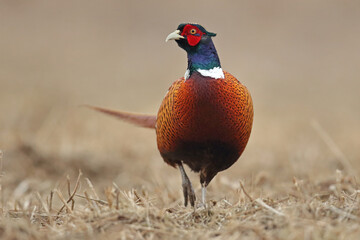 Bażant (Phasianus colchicus) pheasant