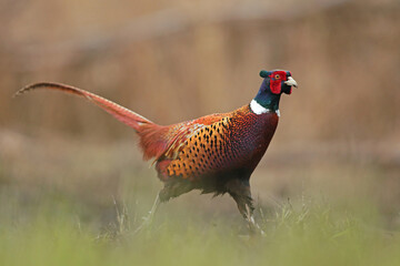 Bażant (Phasianus colchicus) pheasant