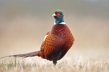 Bażant (Phasianus colchicus) pheasant