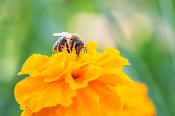 A close-up view of a bee collecting nectar from a vibrant orange flower in a sunny garden setting during springtime