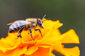 A close-up view of a bee collecting nectar from a vibrant orange flower in a sunny garden setting...