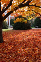 Fallen Leaves in Sparkling Gold and Red