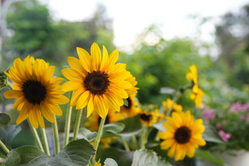 Yellow Sunflower in the garden