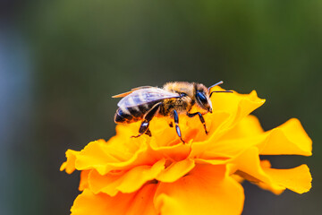 A close-up view of a bee collecting nectar from a vibrant orange flower in a sunny garden setting during springtime
