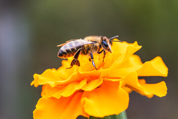 A close-up view of a bee collecting nectar from a vibrant orange flower in a sunny garden setting during springtime
